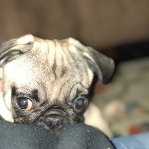 Meet your Posher, Selena